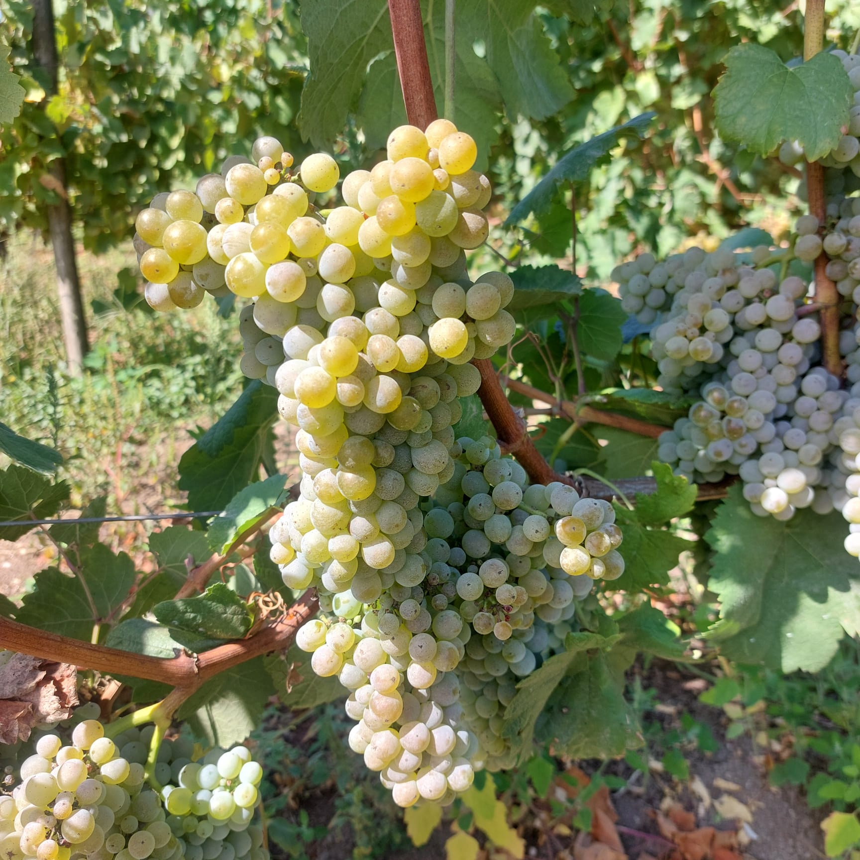 Uvas brancas maduras na vinha da Quinta do Rebelo