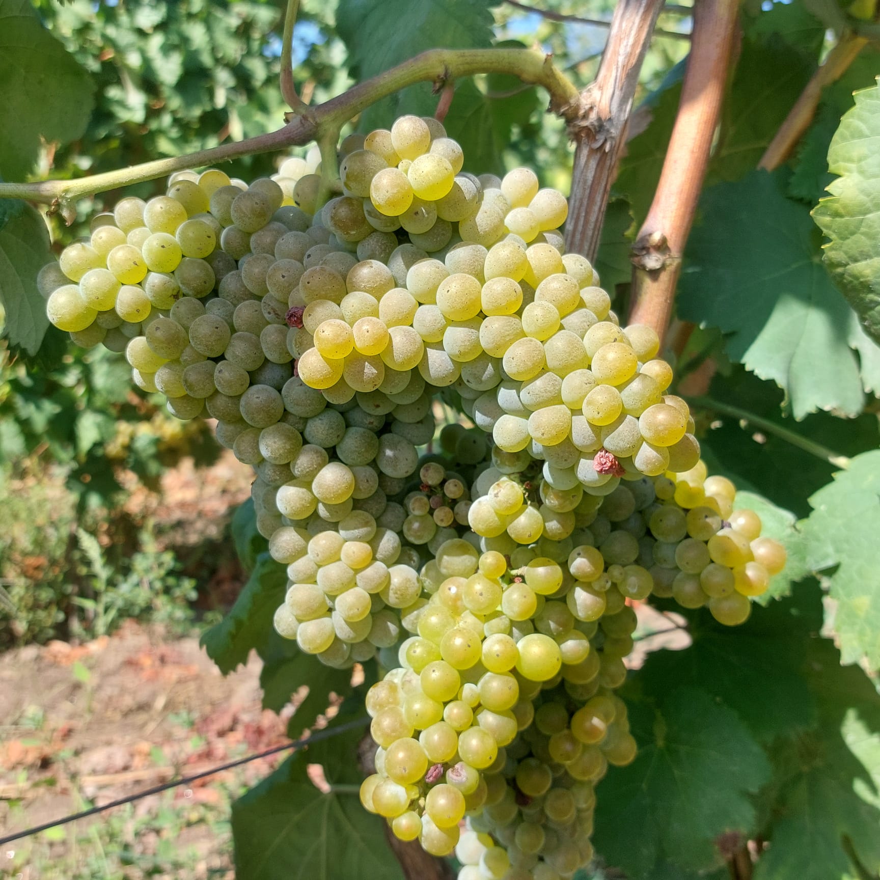 Uvas brancas maduras na vinha da Quinta do Rebelo