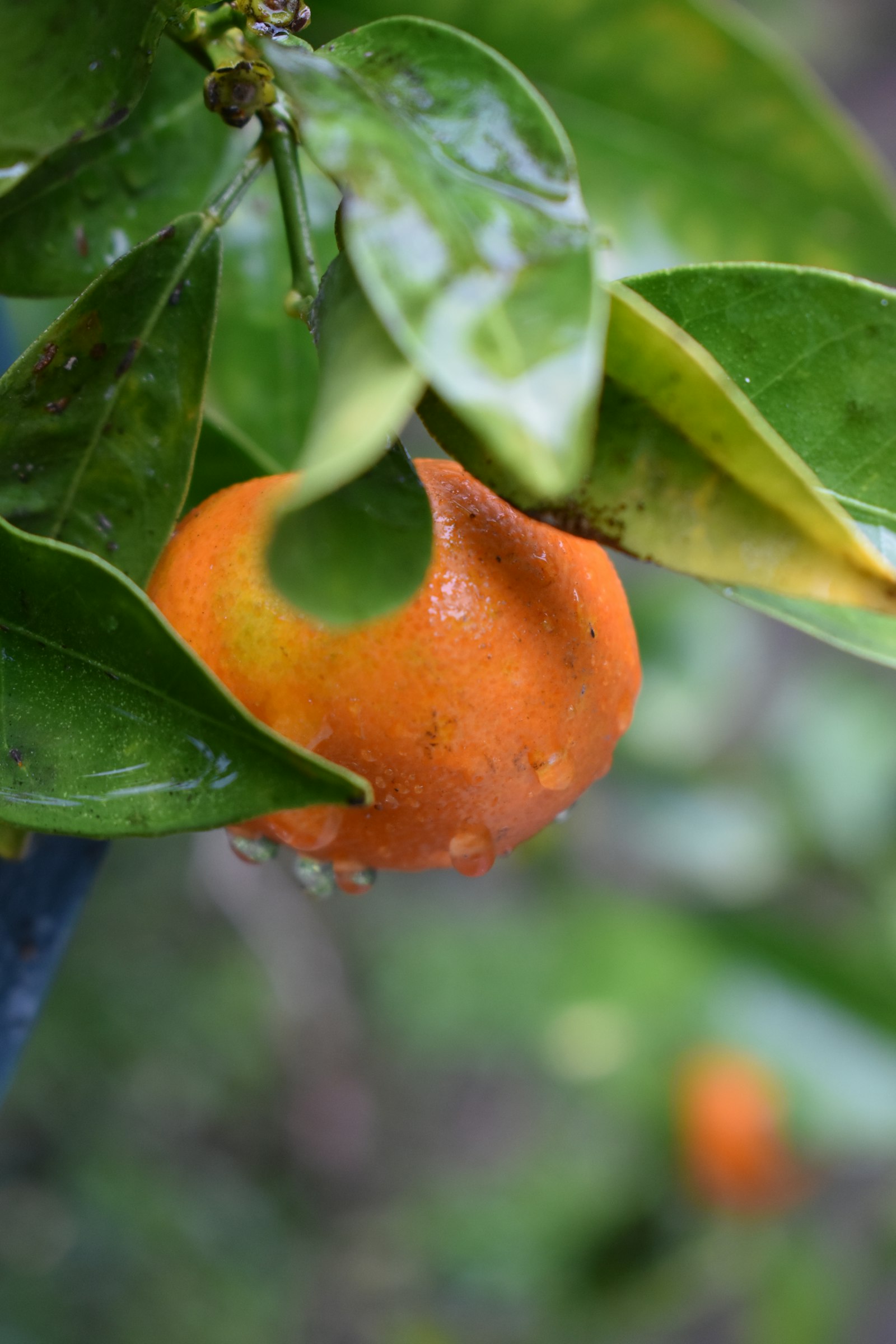 Laranja madura na árvore, das formações de enxertia de citrinos