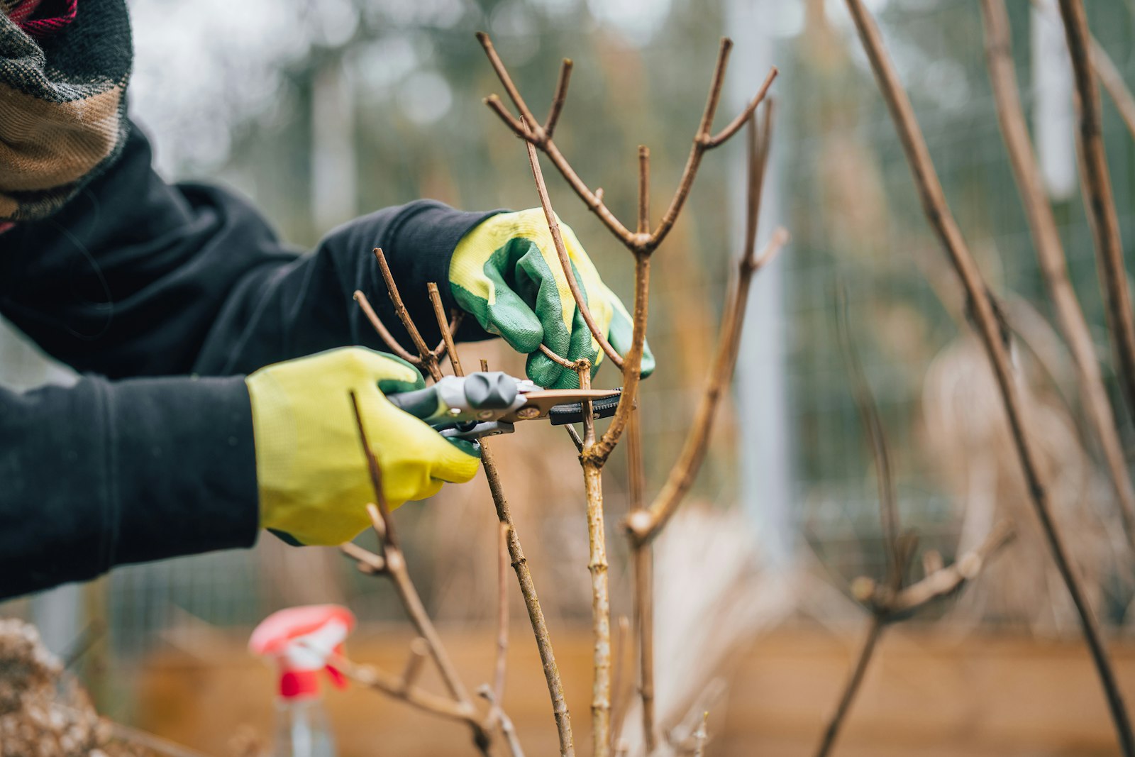 Poda de inverno com tesoura de podar, tema das formações de podas e enxertia
