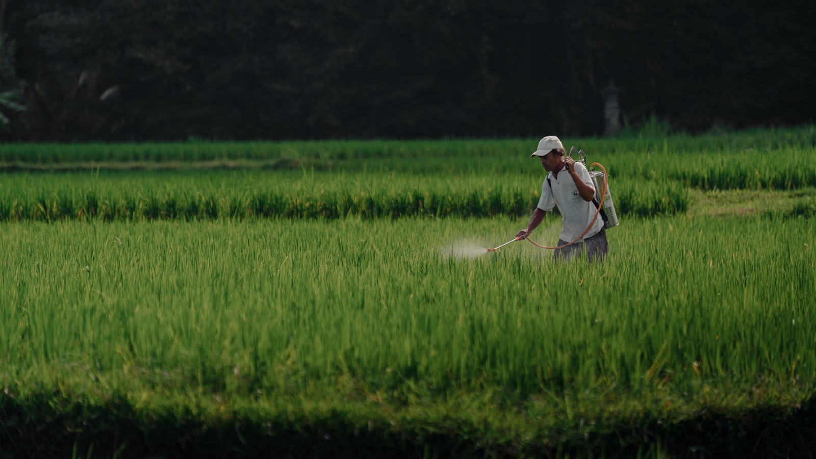 Aplicação de produtos fitofarmacêuticos no campo