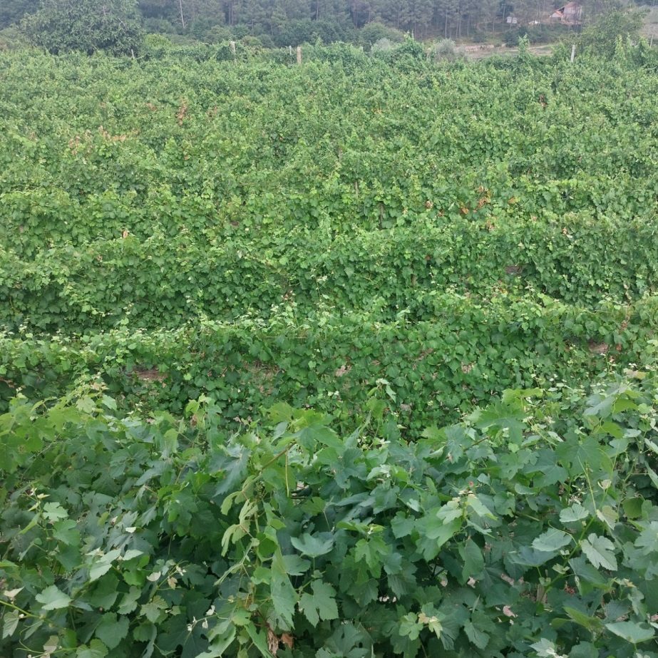 Vinha da Quinta do Rebelo nas encostas de Lafões